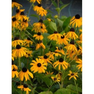 rudbekia błyskotliwa (Rudbeckia fulgida) Goldstrum- Świat bylin - sklep internetowy
