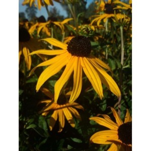 rudbekia błyskotliwa (Rudbeckia fulgida) Goldstrum- Świat bylin - sklep internetowy