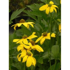 rudbekia lśniąca (Rudbeckia nitida) Herbstsonne- Świat bylin - sklep internetowy