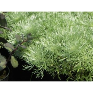 bylica Schmidta (Artemisia schmidtiana) Nana Attraction- Świat bylin - sklep internetowy