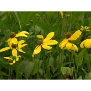 rudbekia lśniąca (Rudbeckia nitida) Herbstsonne- Świat bylin - sklep internetowy