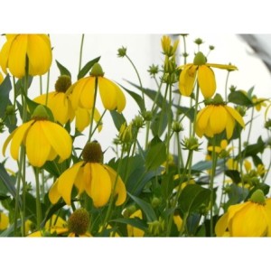 rudbekia lśniąca (Rudbeckia nitida) Herbstsonne- Świat bylin - sklep internetowy