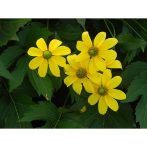 rudbekia lśniąca (Rudbeckia nitida) Herbstsonne- Świat bylin - sklep internetowy