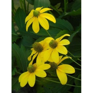 rudbekia lśniąca (Rudbeckia nitida) Herbstsonne- Świat bylin - sklep internetowy