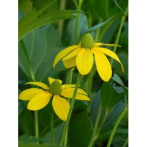 rudbekia lśniąca (Rudbeckia nitida) Herbstsonne- Świat bylin - sklep internetowy