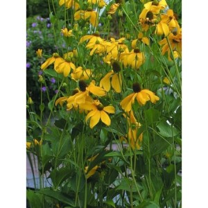 rudbekia lśniąca (Rudbeckia nitida) Juligold- Świat bylin - sklep internetowy
