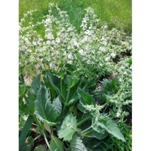 szałwia srebrzysta (Salvia argentea) Artemis- Świat bylin - sklep internetowy