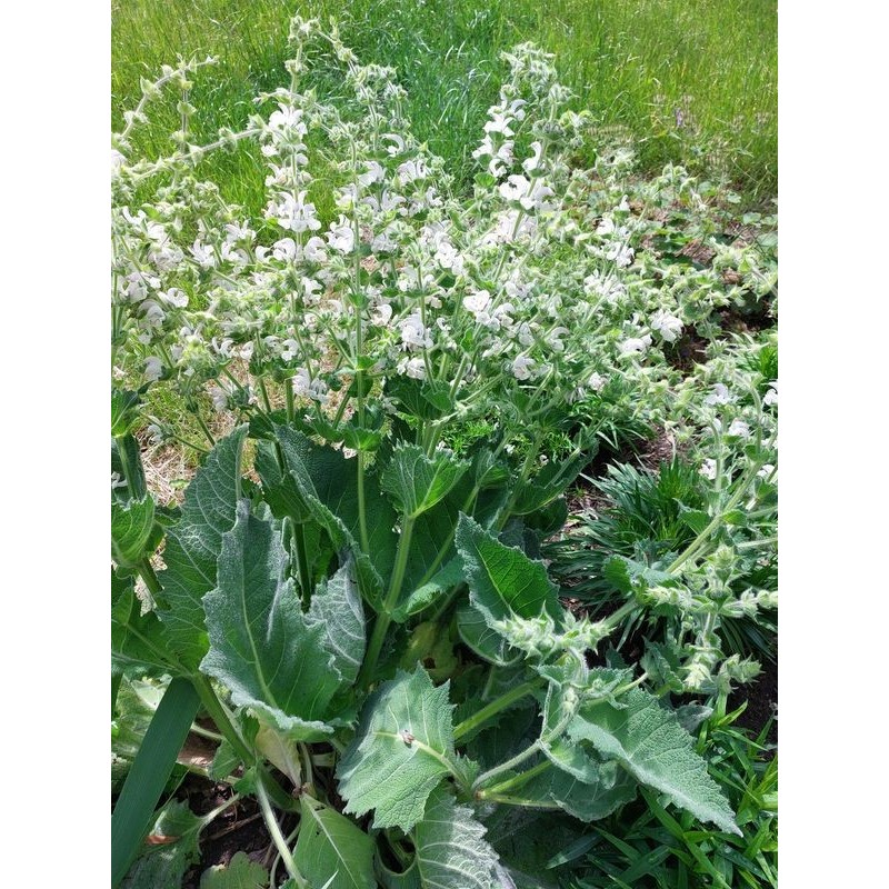 szałwia srebrzysta (Salvia argentea) Artemis- Świat bylin - sklep internetowy