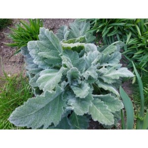 szałwia srebrzysta (Salvia argentea) Artemis- Świat bylin - sklep internetowy