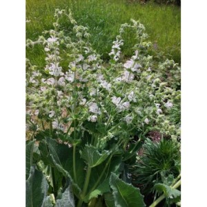 szałwia srebrzysta (Salvia argentea) Artemis- Świat bylin - sklep internetowy