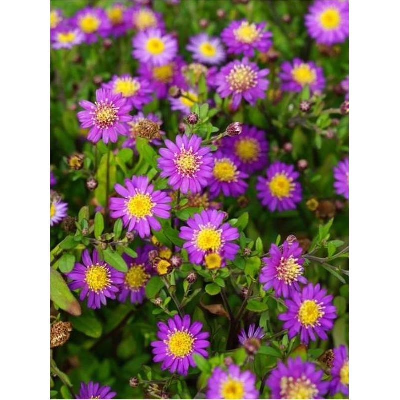 aster żeniszkowaty (Aster ageratoides) Ezo Murasaki- Świat bylin - sklep internetowy