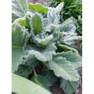 szałwia srebrzysta (Salvia argentea) Artemis- Świat bylin - sklep internetowy