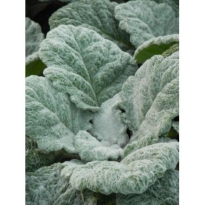 szałwia srebrzysta (Salvia argentea) Artemis- Świat bylin - sklep internetowy