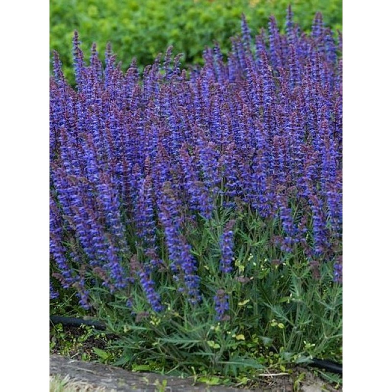 szałwia (Salvia hybrida) Carina- Świat bylin - sklep internetowy