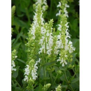 szałwia omszona (Salvia nemorosa) Adrian- Świat bylin - sklep internetowy