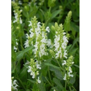 szałwia omszona (Salvia nemorosa) Adrian- Świat bylin - sklep internetowy