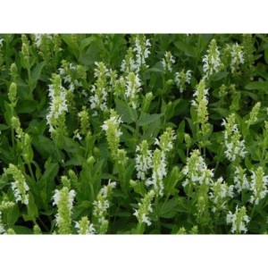 szałwia omszona (Salvia nemorosa) Adrian- Świat bylin - sklep internetowy