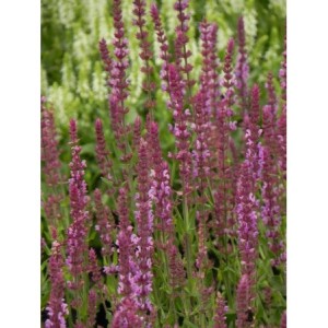 szałwia omszona (Salvia nemorosa) Amethyst- Świat bylin - sklep internetowy