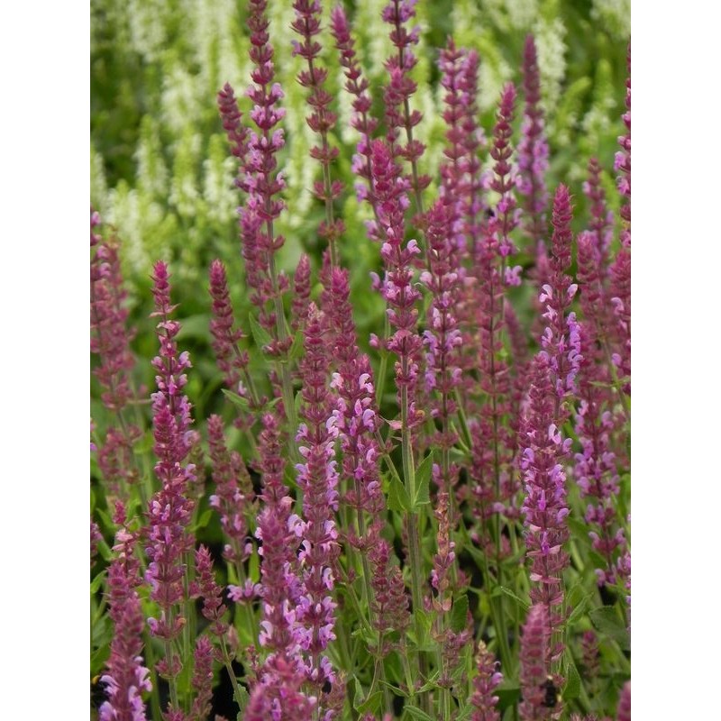 szałwia omszona (Salvia nemorosa) Amethyst- Świat bylin - sklep internetowy