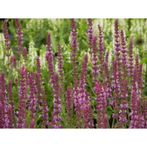 szałwia omszona (Salvia nemorosa) Amethyst- Świat bylin - sklep internetowy