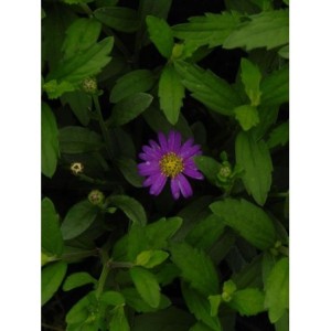 aster żeniszkowaty (Aster ageratoides) Ezo Murasaki- Świat bylin - sklep internetowy