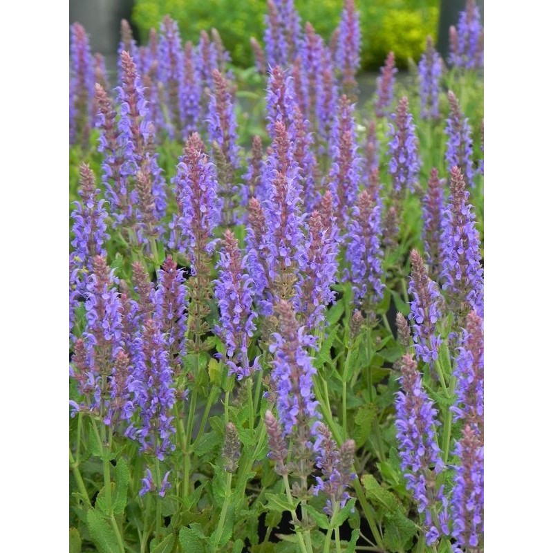 szałwia omszona (Salvia nemorosa) Blauhugel- Świat bylin - sklep internetowy