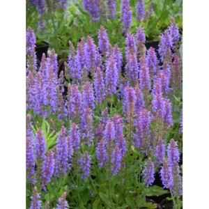 szałwia omszona (Salvia nemorosa) Blauhugel- Świat bylin - sklep internetowy