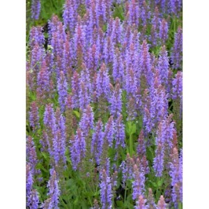 szałwia omszona (Salvia nemorosa) Blauhugel- Świat bylin - sklep internetowy