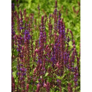 szałwia omszona (Salvia nemorosa) Caradonna- Świat bylin - sklep internetowy