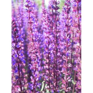 szałwia omszona (Salvia nemorosa) Caradonna- Świat bylin - sklep internetowy