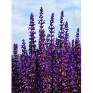 szałwia omszona (Salvia nemorosa) Caradonna- Świat bylin - sklep internetowy