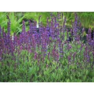 szałwia omszona (Salvia nemorosa) Caradonna- Świat bylin - sklep internetowy