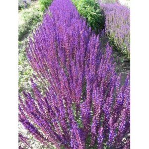 szałwia omszona (Salvia nemorosa) Caradonna- Świat bylin - sklep internetowy