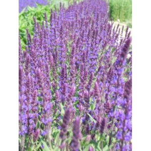 szałwia omszona (Salvia nemorosa) Caradonna- Świat bylin - sklep internetowy