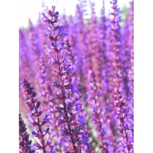 szałwia omszona (Salvia nemorosa) Caradonna- Świat bylin - sklep internetowy