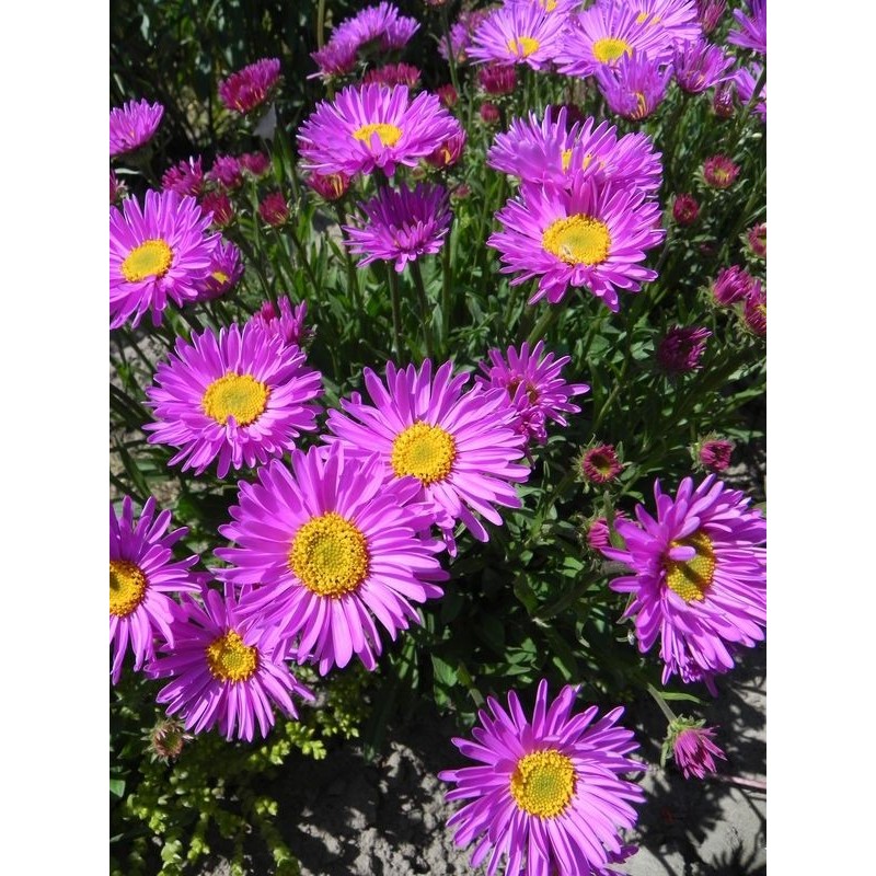 aster alpejski (Aster alpinus) Happy End- Świat bylin - sklep internetowy
