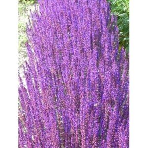 szałwia omszona (Salvia nemorosa) Caradonna- Świat bylin - sklep internetowy