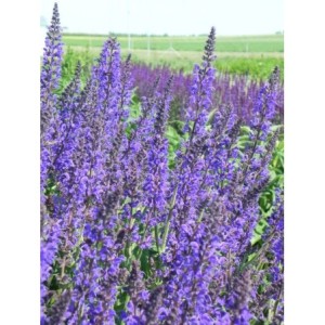 szałwia omszona (Salvia nemorosa) Mainacht- Świat bylin - sklep internetowy