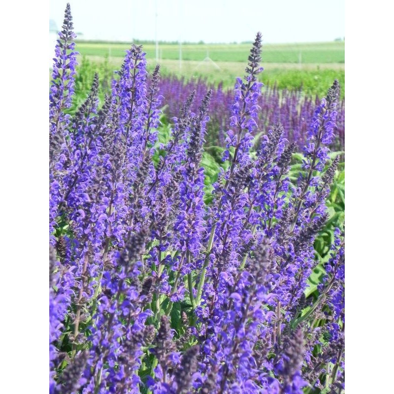 szałwia omszona (Salvia nemorosa) Mainacht- Świat bylin - sklep internetowy