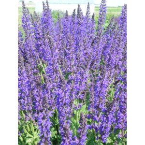 szałwia omszona (Salvia nemorosa) Mainacht- Świat bylin - sklep internetowy