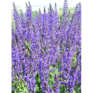 szałwia omszona (Salvia nemorosa) Mainacht- Świat bylin - sklep internetowy