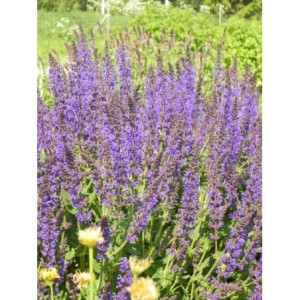 szałwia omszona (Salvia nemorosa) Mainacht- Świat bylin - sklep internetowy