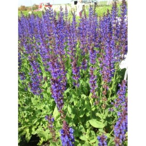 szałwia omszona (Salvia nemorosa) Mainacht- Świat bylin - sklep internetowy