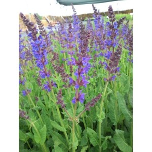 szałwia omszona (Salvia nemorosa) Mainacht- Świat bylin - sklep internetowy