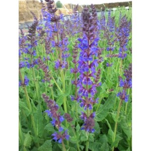 szałwia omszona (Salvia nemorosa) Mainacht- Świat bylin - sklep internetowy