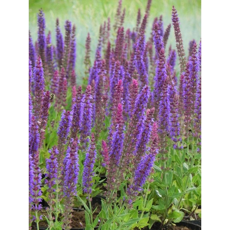 szałwia omszona (Salvia nemorosa) Ostfriesland- Świat bylin - sklep internetowy