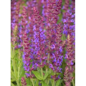 szałwia omszona (Salvia nemorosa) Ostfriesland- Świat bylin - sklep internetowy