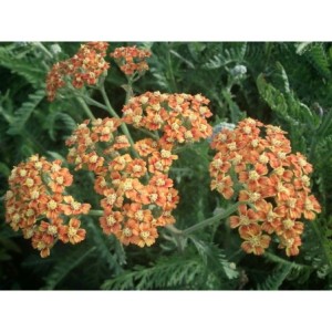 krwawnik pospolity (Achillea millefolium) Terracotta- Świat bylin - sklep internetowy