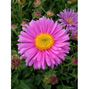 aster alpejski (Aster alpinus) Happy End- Świat bylin - sklep internetowy