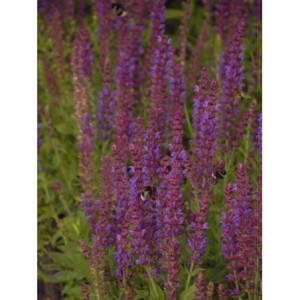 szałwia omszona (Salvia nemorosa) Ostfriesland- Świat bylin - sklep internetowy